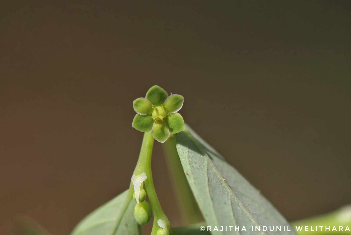 Phyllanthus maderaspatensis L.